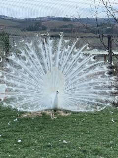 La Limonaia Country House - Monteriggioni - 2