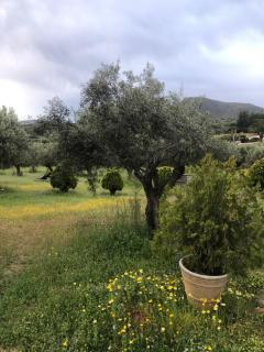Olive Grove - Anavissos - 8