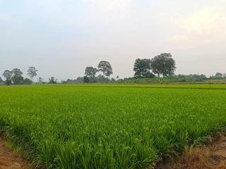บ้านแม่อุทัยธานี Baanmae Uthaithani - 4