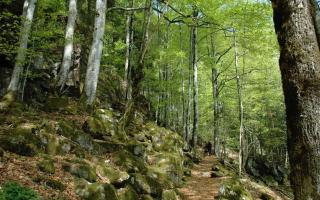 Haldenschwarzhof - 3