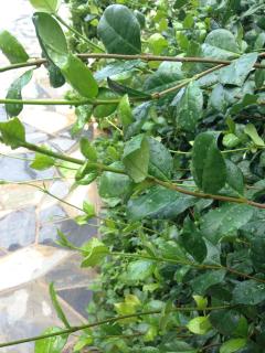 Naiada Apartments Milina - 5