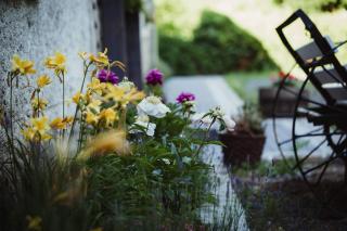 Lawendowa Stajnia - 1