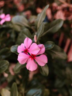 Bubali Gardens by Kamerlingh Villa - Noord - 8