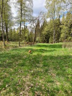 Pinebo Palace Guesthouse - Ulricehamn - 9