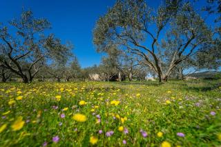 Grandpa's olives tiny house - Stari Grad - 4