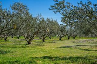 Grandpa's olives tiny house - Stari Grad - 1