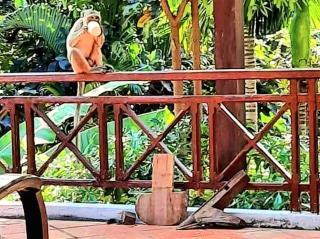 Jungle House Kep - Kep - 0