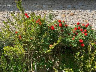 Gîte Mon Paradis - 9
