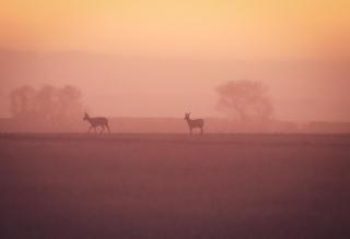 Hôtier des fées - 3