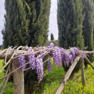 Villa la provenzale - Camaiore - 3