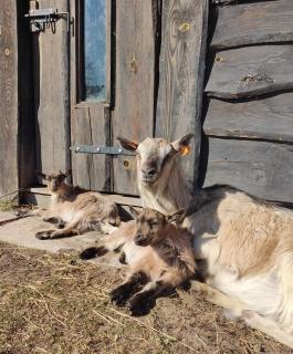 Agroturystyka Pod Pstrągiem - Lipnica - 9