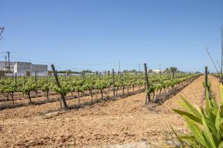 Quinta Dionysus - 1