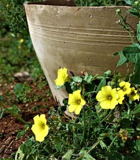 Le Casette casa vacanze - 5