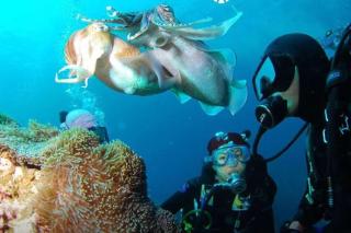Tortuga Dafni Bay Villas Diver's Paradise by "elite" - Vasilikos - 9