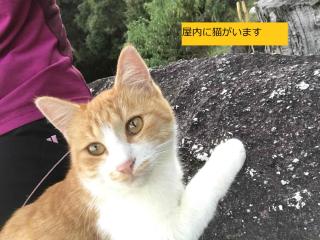 Sora-mame - Yakushima - 7