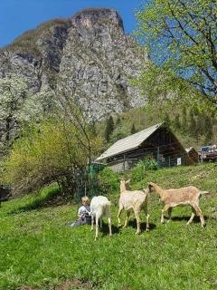 Turistična kmetija Pri Andreju - Bohinj - 9