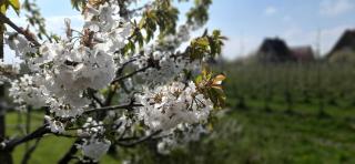 Ferienwohnung Blütenblick - 1