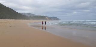 The Monkey Puzzle - Brenton-on-Sea - 4