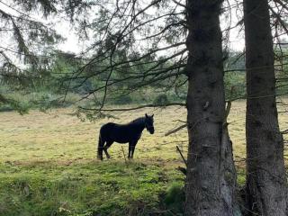 Ferienhaus in Willingen nahe Skipisten - 1