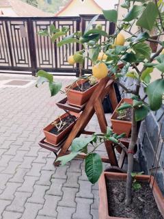 Pensiunea Otilia - 2