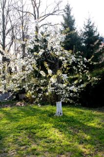 Malinowa Kuźnia - 4