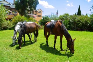 Misty Mountain Lodge - Naro Moru - 3