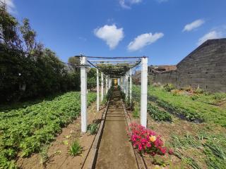 Casa Amarela de Santana - Ribeira Grande - 6