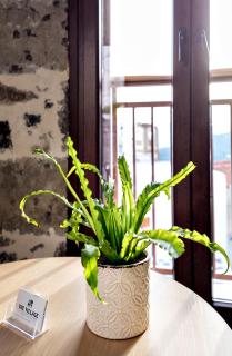 Mirthia Apartments - Myrthios - 1