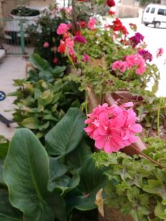 B&B at Palestinian home / Beit Sahour - Bethlehem - 7