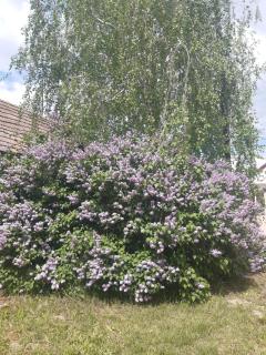 Szilasi Vendégház - 4