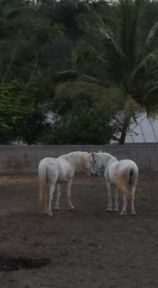 Ferme Equestre des Avirons - Les Avirons - 4