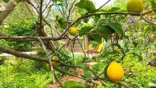 Olive Lemon Biophilic House & Lush Forest Garden - Vamos - 6