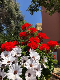 Sonnino B&B - Procida - 3