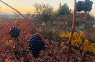 Apartamento ruta del vino - 3