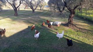 Il Girasole B&B - Cretone - 1