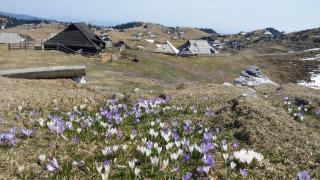 Chalet Pehta Velika Planina - Stahovica - 8