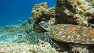 LVIS blancura Hotel - Dharavandhoo - 1