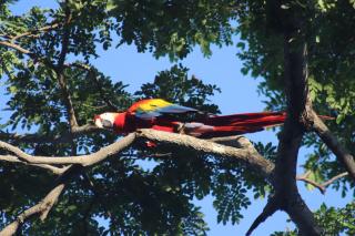 House of the Macaws - 1