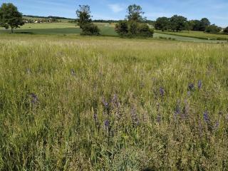 La Mezzabulle - Chapaize - 8