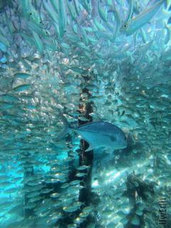 Gibran Dive Guest House - 3