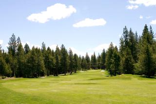 Bernese Gem - Truckee - 9
