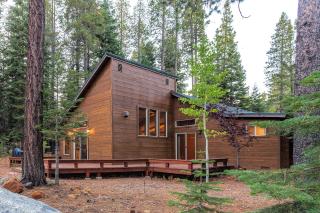 Bernese Gem - Truckee - 7