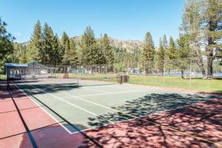 Bernese Gem - Truckee - 4