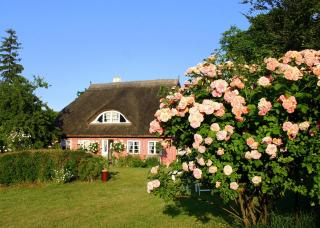 Im Feriengarten - Ferienwohnung EG - Nardevitz - 2