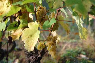 Cottage du vigneron - 5