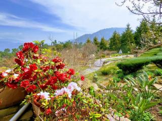 Tree of Life Junoon in the Hills Kumaon - Nainital - 5