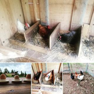 Le Lion D'Or en PERIGORD - 5