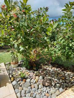 ZEN SOUFRIERE - Saint-Claude - 3