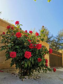 House of Roses - Limassol - 2