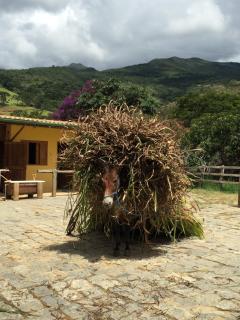 Casa Amarela - Passa Quatro - 7